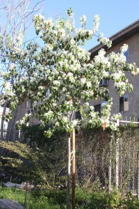 ornamental pear tree in full bloom